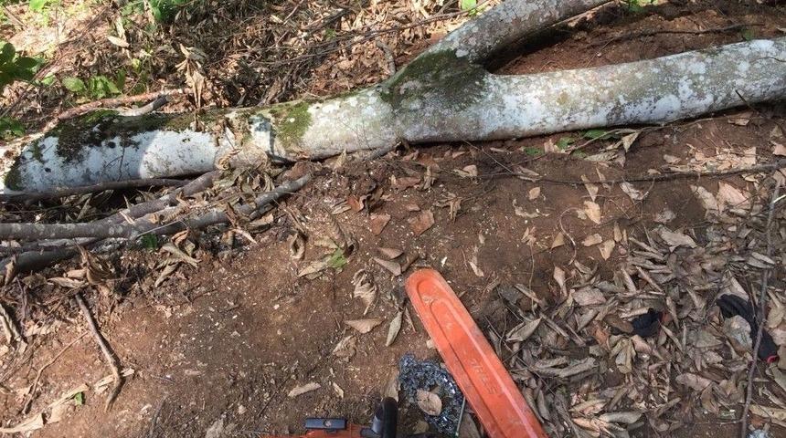 Kestiği Ağacın Altında Kaldı, Hayatını Kaybetti