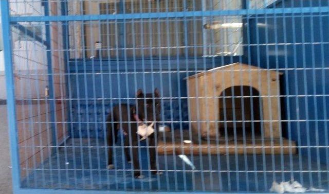 (özel) Bursa’da Pitbull Dehşeti