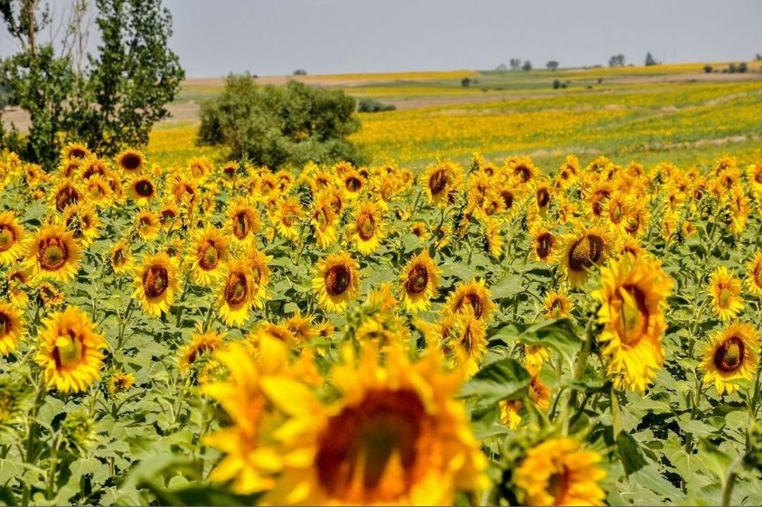 Trakya&rsquo;nın &ldquo;sarı Gelin&rdquo;i &Ccedil;i&ccedil;ek A&ccedil;tı
