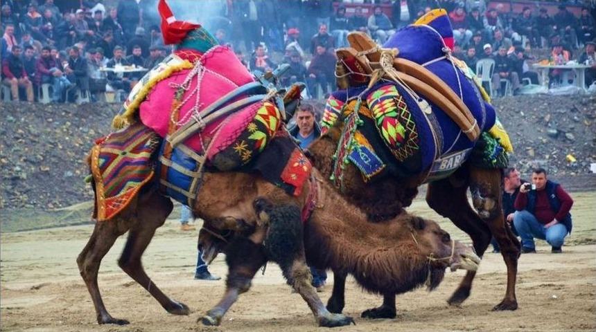 Buldan Deve G&uuml;reşlerine Hazırlanıyor