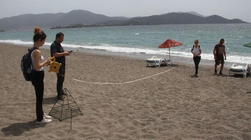 Havalar Sıcak Gidince Caretta&rsquo;lar Erken Yumurtladı