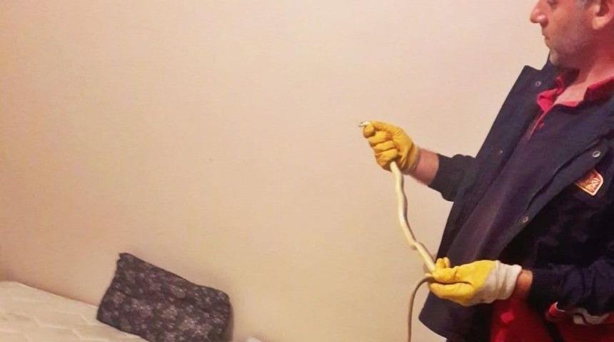 Yatak Odasında Davetsiz Misafir