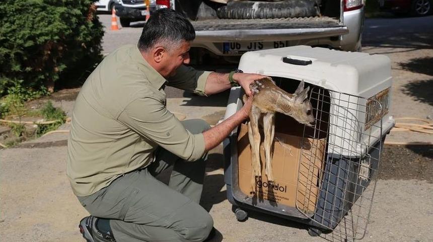 K&ouml;pekler Par&ccedil;alıyordu, &Ccedil;oban Kurtardı
