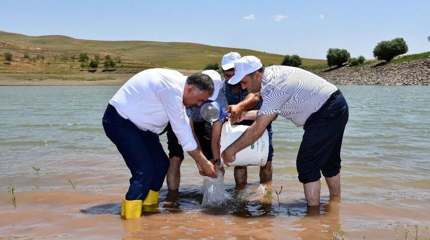 Muş&rsquo;taki G&ouml;l Ve G&ouml;letler Balıklandırıldı