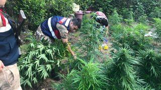 Jandarmadan, Ormanda ’hasada Bir Kala’ Şafak Operasyonu