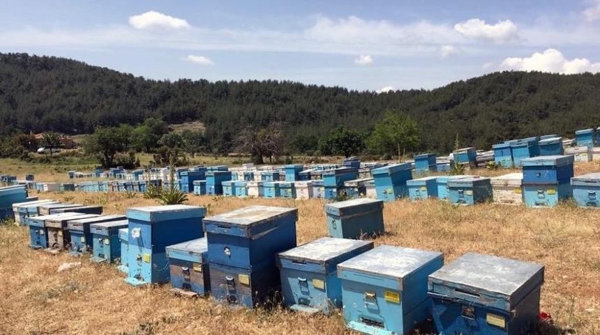 Arı Konaklama Projesi &Uuml;lke Geneline Yayılacak