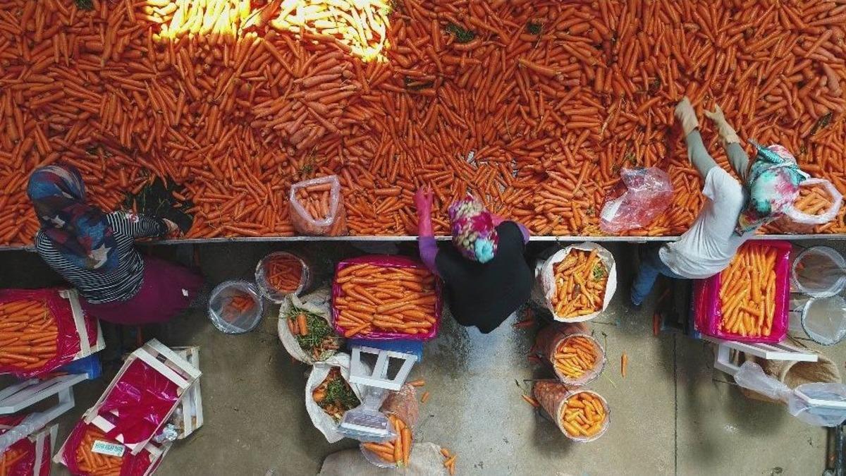 Mayıs Ayının Zam Şampiyonu Havu&ccedil;ta Hasat Yapılıyor