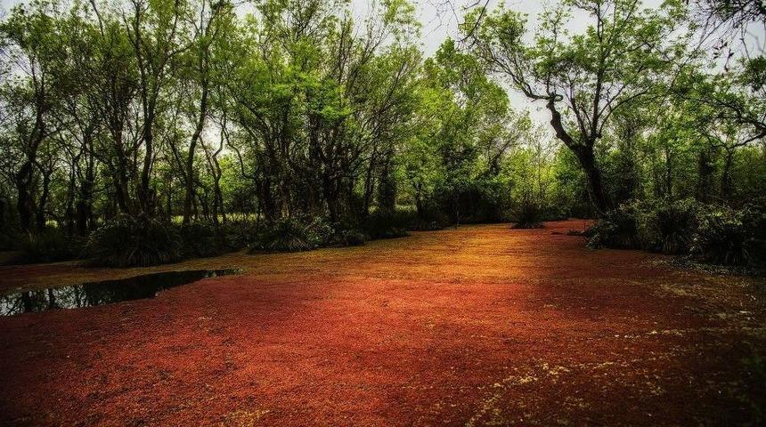 (&ouml;zel Haber) Longoz Kızıla Boyandı