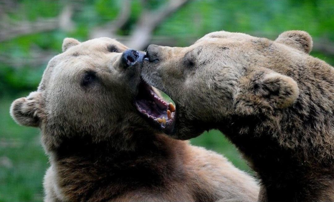 (&ouml;zel Haber) Ayıların Keyifli Anları Kameralara Yansıdı