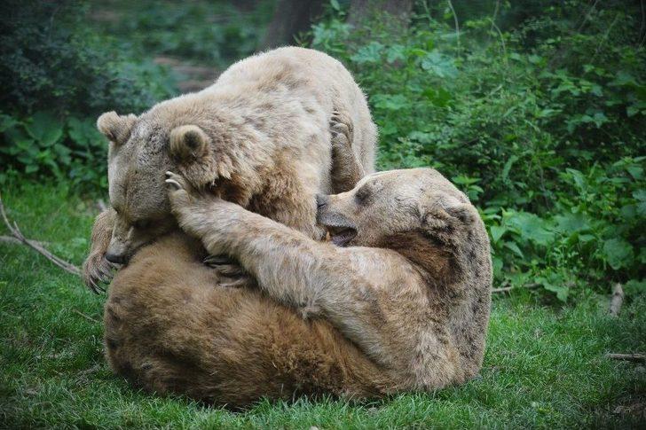 (özel Haber) Ayıların Keyifli Anları Kameralara Yansıdı G1