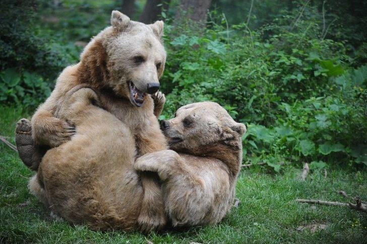 (özel Haber) Ayıların Keyifli Anları Kameralara Yansıdı G2