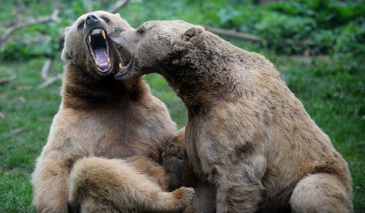 (özel Haber) Ayıların Keyifli Anları Kameralara Yansıdı G3