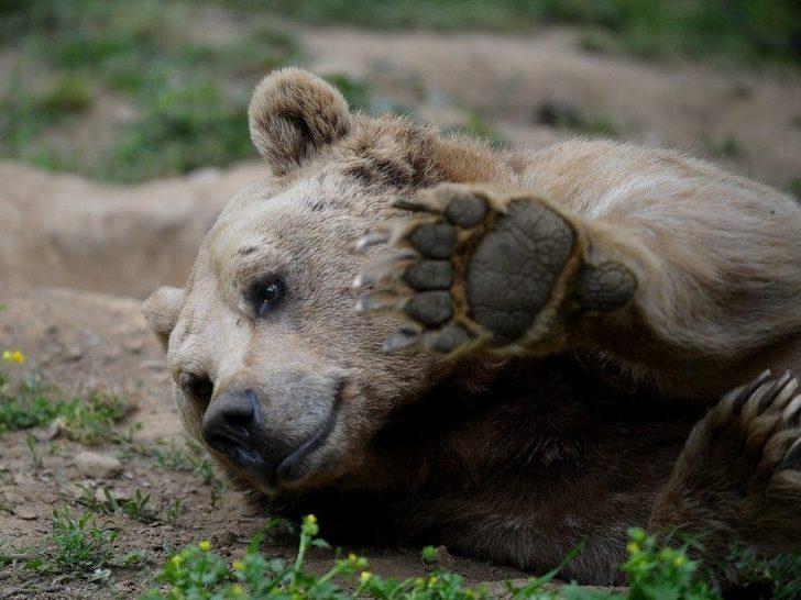 (özel Haber) Ayıların Keyifli Anları Kameralara Yansıdı G4