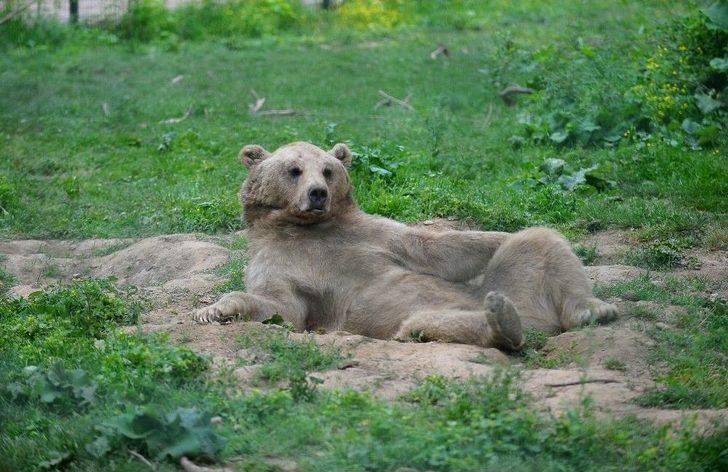 (özel Haber) Ayıların Keyifli Anları Kameralara Yansıdı G5