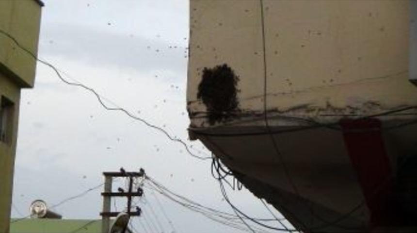 Caddeyi Basan Arılar, Yaya Trafiğini Altüst Etti