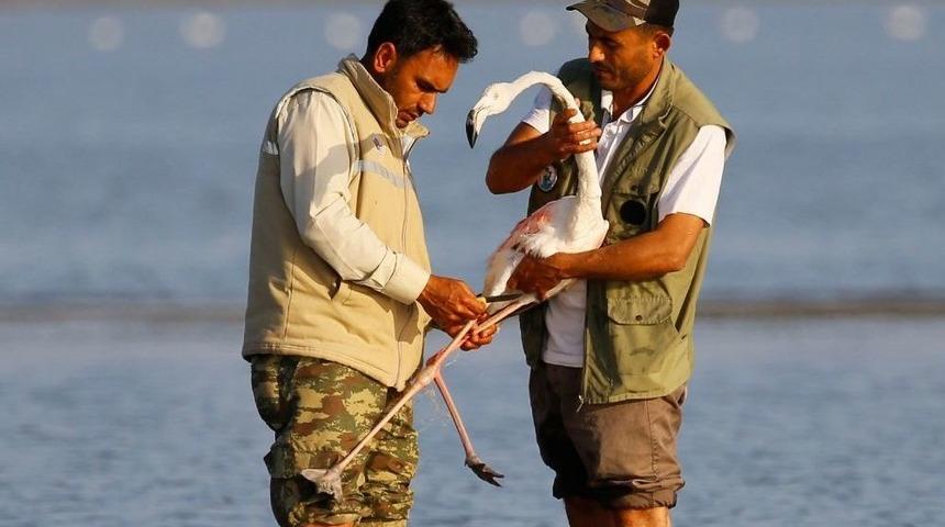 Adana’da Misinalara Takılan ’allı Turna’ Kurtarıldı