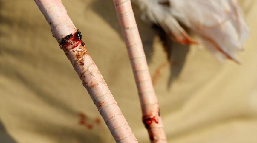 Adana’da Misinalara Takılan Allı Turna Kurtarıldı