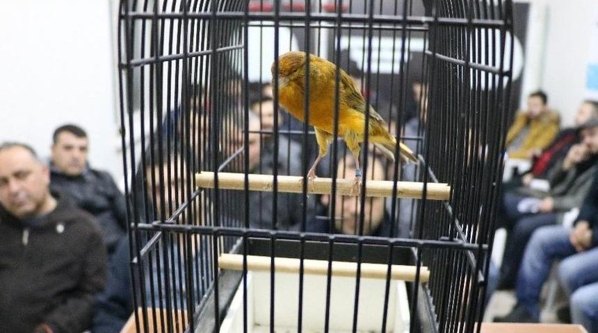 En G&uuml;zel &Ouml;ten Kanaryayı Almak İ&ccedil;in Yarıştılar