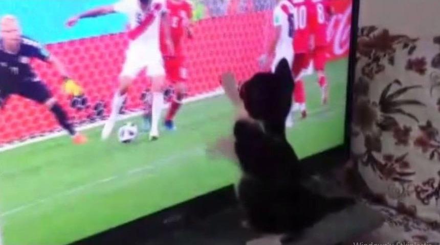 Fanatik Kedinin D&uuml;nya Kupası Heyecanı
