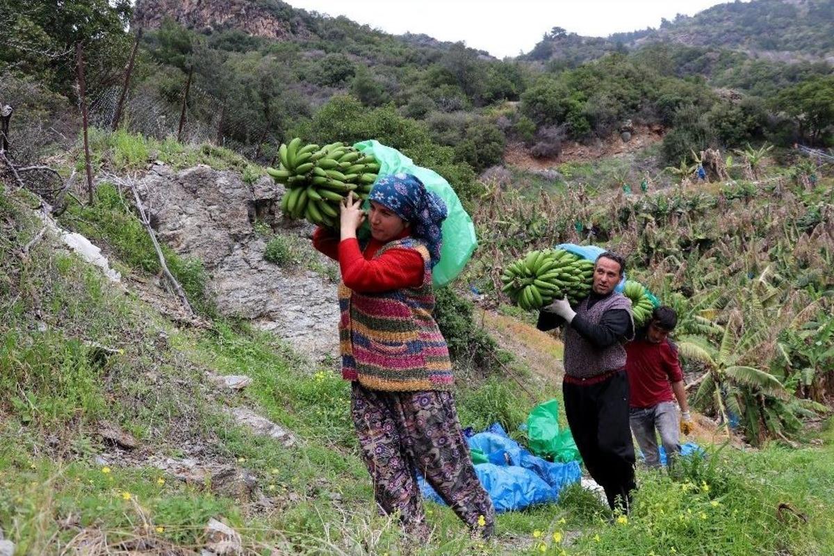 Muzda Rekor Fiyat &Uuml;reticinin Y&uuml;z&uuml;n&uuml; G&uuml;ld&uuml;rd&uuml;