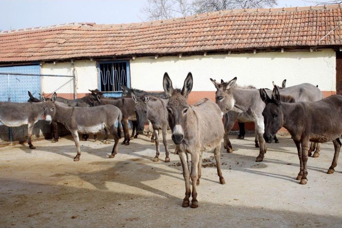 Turizm Sekt&ouml;r&uuml;n&uuml; Bıraktı, Eşek S&uuml;t&uuml; &Uuml;retimine Başladı