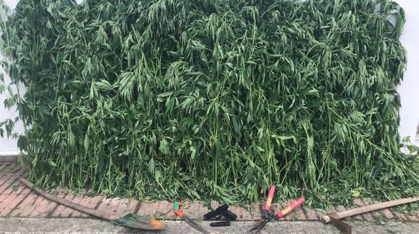 Sakarya&rsquo;da İnsan Boyunda Kenevirler Ele Ge&ccedil;irildi