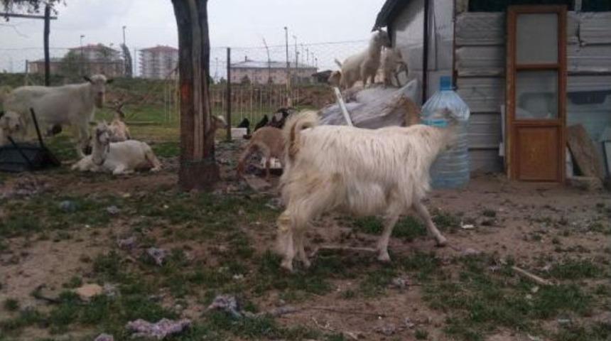 Ke&ccedil;i Kafasını Damacanaya Sıkıştırdı