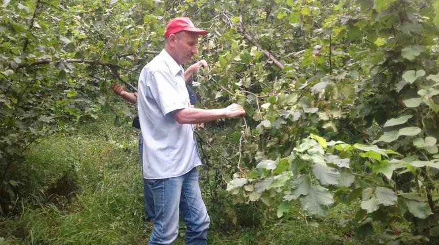 Fındıkta Rekolte Tespit &Ccedil;alışmaları Tamamlandı