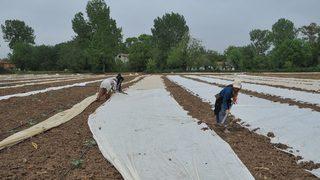 Bafra Ovası’nda Karpuz Ve Kavun Üreticileri Dertli