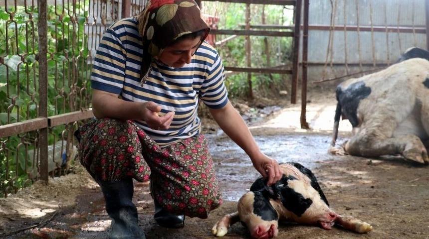 Antalya&rsquo;da &Ccedil;ift Başlı Doğan Buzağı G&ouml;renleri Hayrete D&uuml;ş&uuml;rd&uuml;