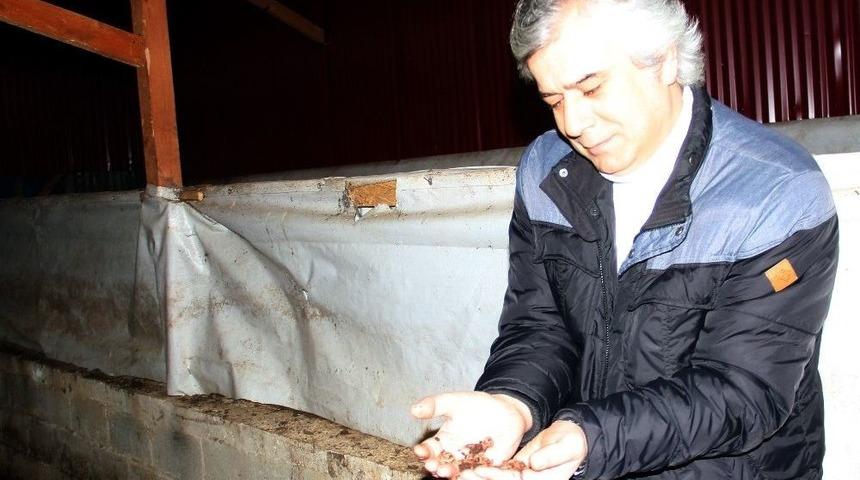 Prof. Dr. Mustafa T&uuml;rkmen: &ldquo;hem Verimi Artırıyor Hem De Hastalıklara Karşı Koruyor&rdquo;