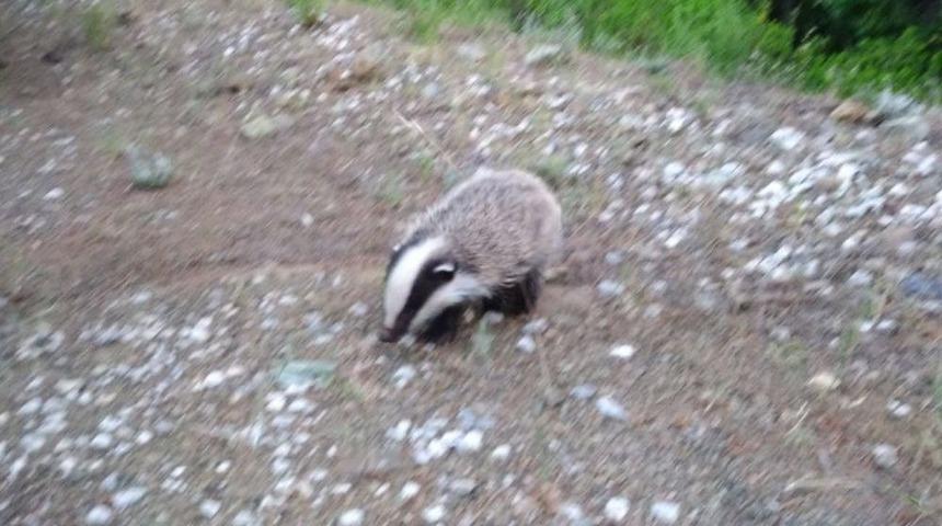 Nesli T&uuml;kenmekte Olan Porsuk Bulundu