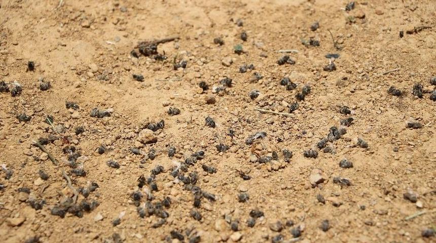 (&ouml;zel Haber) Bilin&ccedil;sizce Kullanılan Zirai İla&ccedil;lama Arıcılığı Bitiriyor