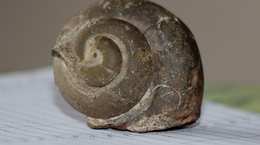 65 Milyon Yıllık Ammonit Fosili