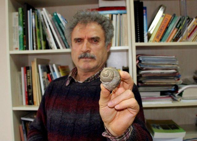 65 Milyon Yıllık Ammonit Fosili 1