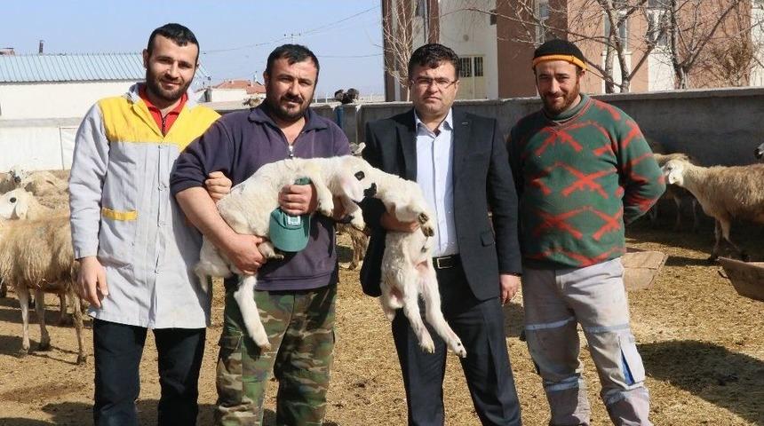 Damızlık Koyun Ke&ccedil;i Yetiştiricileri Birliğinden Yerli Hayvanlara Destek Talebi