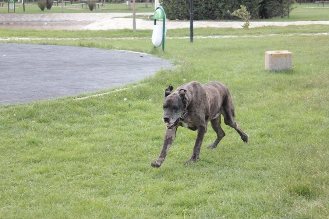 Kusuru Y&uuml;z&uuml;nden Terk Edilen Cins K&ouml;pek Barınakta Bakılıyor