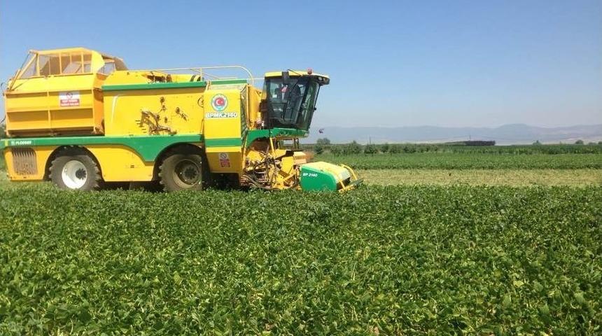 Yenişeir&rsquo;de Fasulye Hasadı Başladı