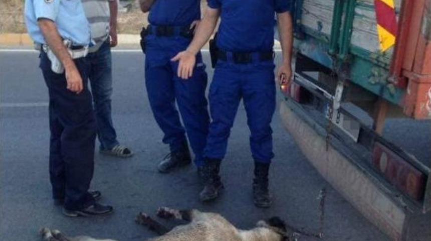 K&ouml;peğin Cansız Bedeni Kilometrelerce S&uuml;r&uuml;klendi