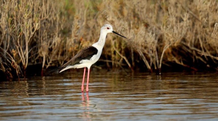 &Ccedil;ukurova&rsquo;nın Kuşları Fotoğraflandı