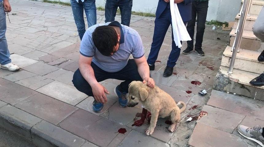 Yaralı Köpeğin Yardımına Başkan Toksoy Ve Hayvanseverler Yetişti