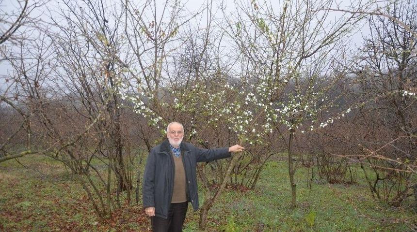 Erik Ağacı Şubat Ayının Ortasında &Ccedil;i&ccedil;ek A&ccedil;tı