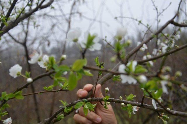 Erik Ağacı Şubat Ayının Ortasında &Ccedil;i&ccedil;ek A&ccedil;tı 1