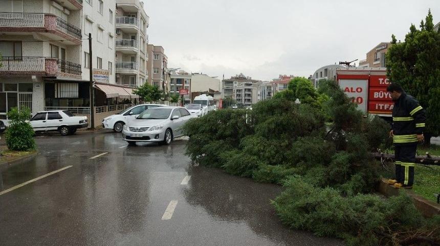 Aydın’da Fırtına Ağaç Devirdi