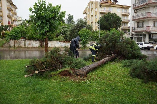 Aydın’da Fırtına Ağaç Devirdi