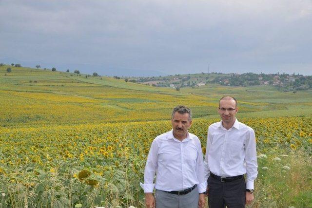 Vezirköprü’de Ayçiçeği Güzelliği