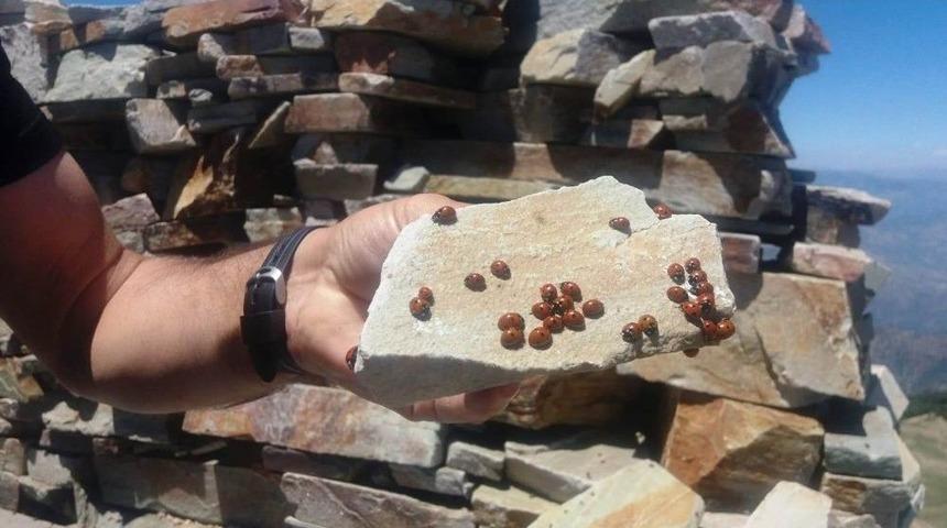 Kahramanmaraş&rsquo;ta Uğur B&ouml;cekleri Şenliği Zamanı