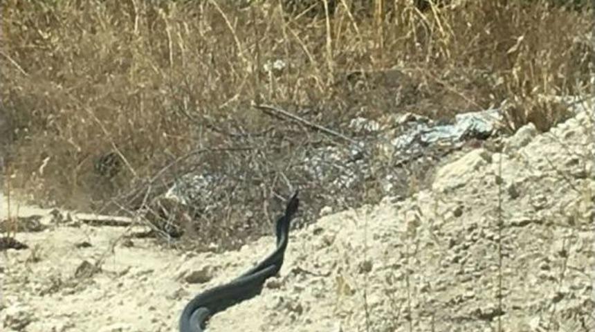 Yılanların Dansı Kamerada