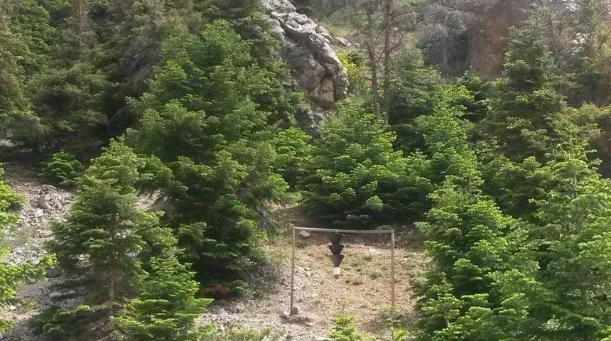 &Ccedil;am Ağa&ccedil;ları &lsquo;aşk Tuzağıyla&rsquo; Korunuyor