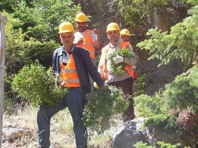 Çam Ağaçları ‘aşk Tuzağıyla’ Korunuyor